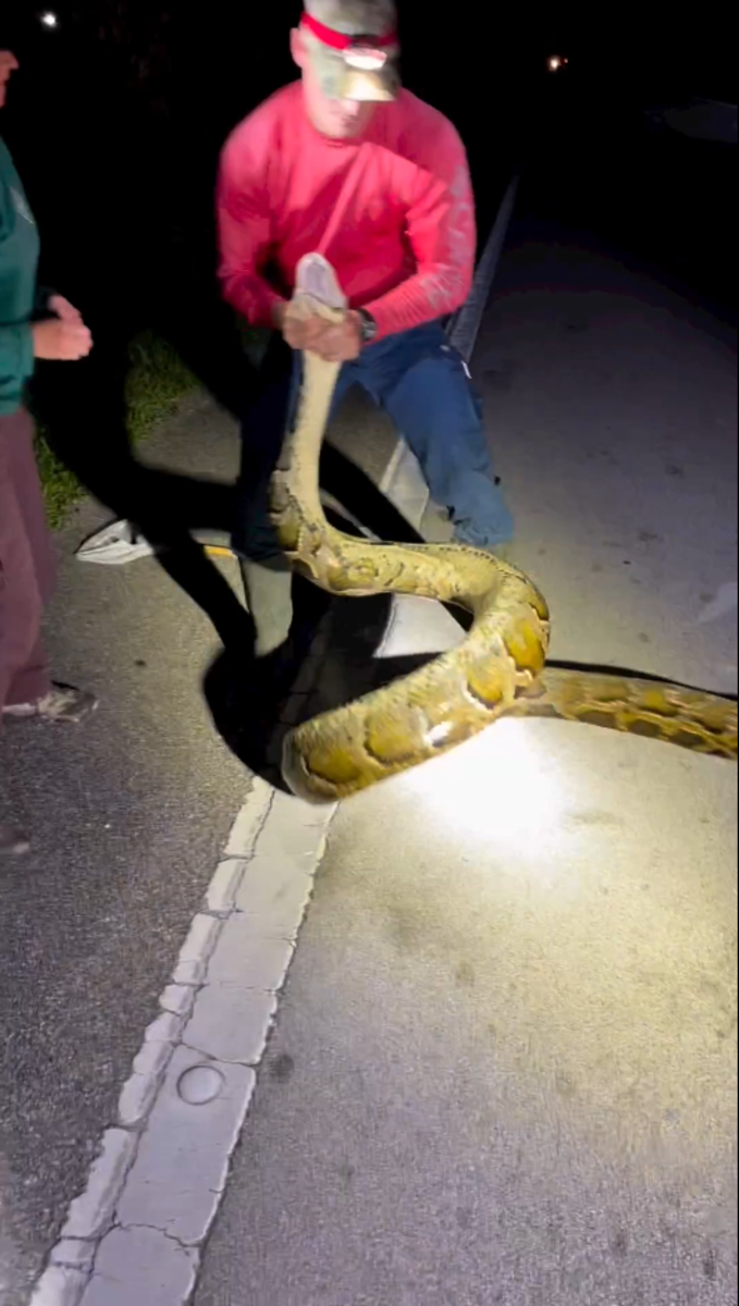 Brave Florida Man Wrestles 19-Foot Python In Stunning Video - Watch This