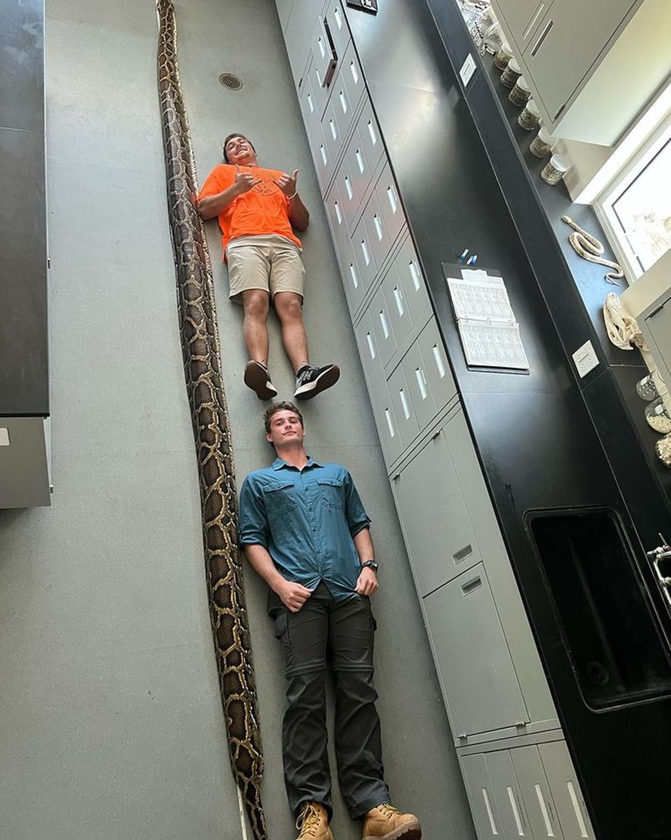 Brave Florida Man Wrestles 19-Foot Python In Stunning Video - Watch This