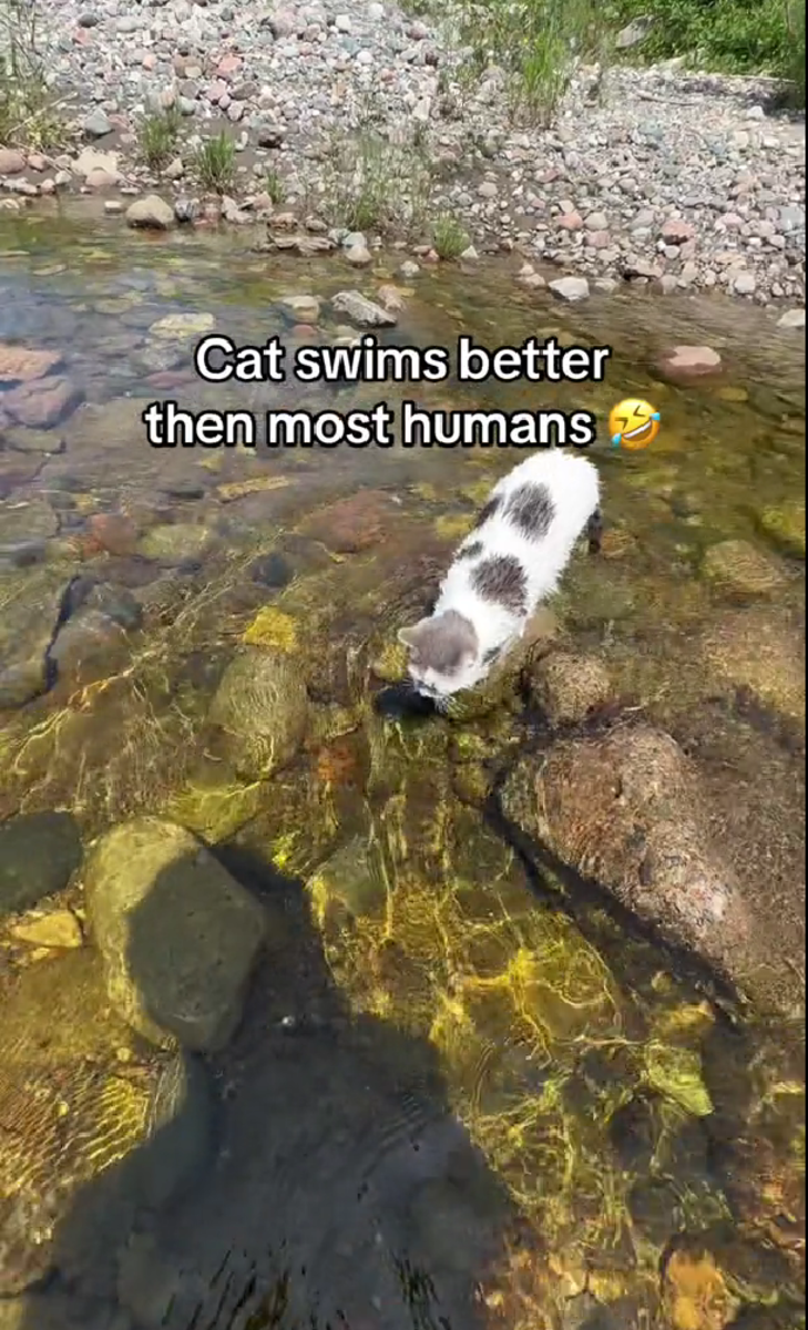 Cat's Amazing Swimming Video Stuns Social Media Audiences - Watch This