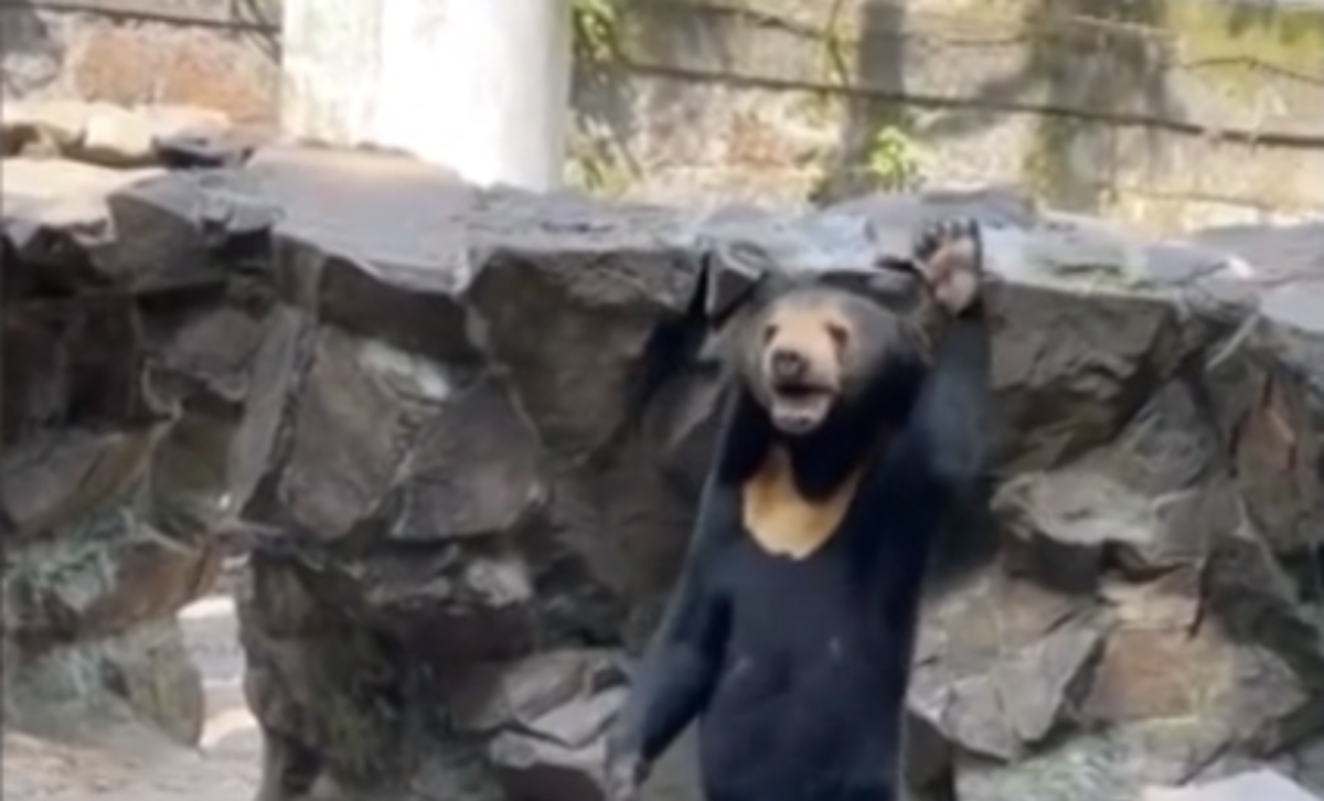 Sun Bear's Viral Video Sparks Global Interest, Sheds Light on