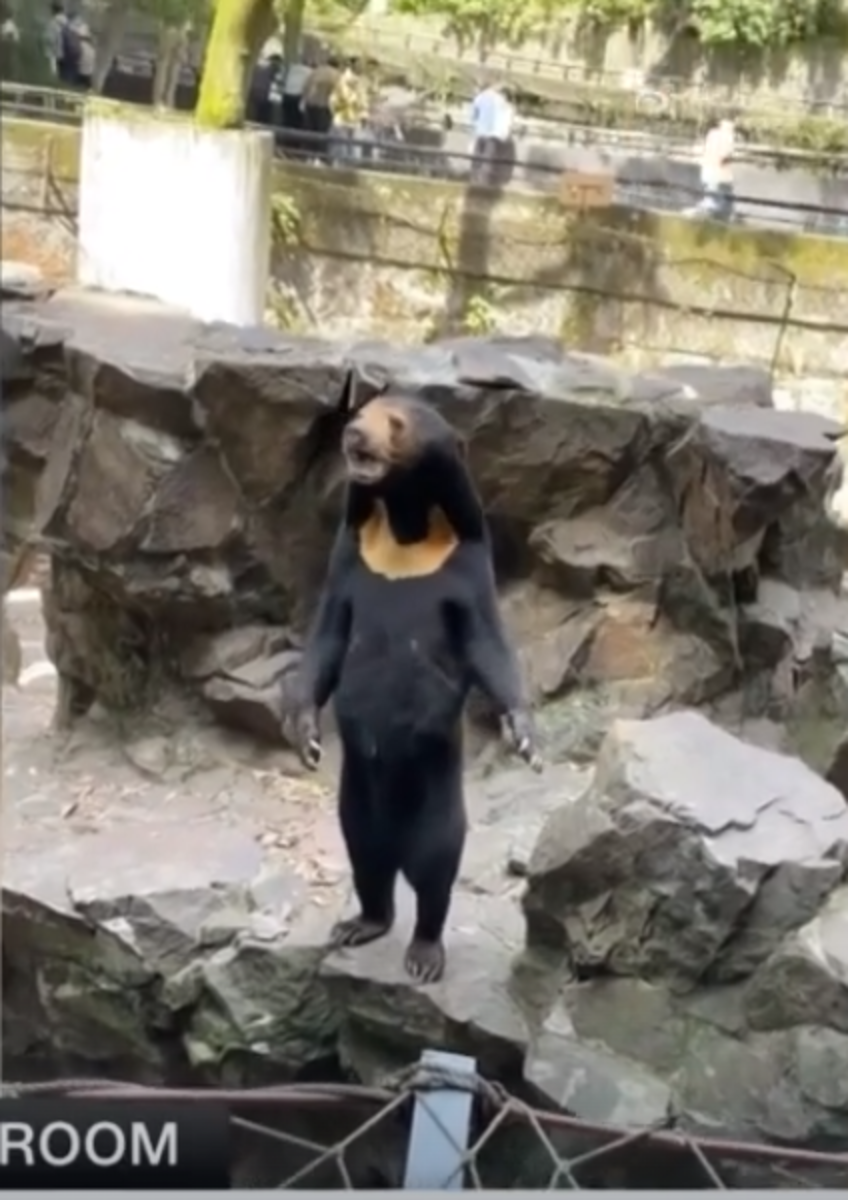 Sun Bear's Viral Video Sparks Global Interest, Sheds Light on