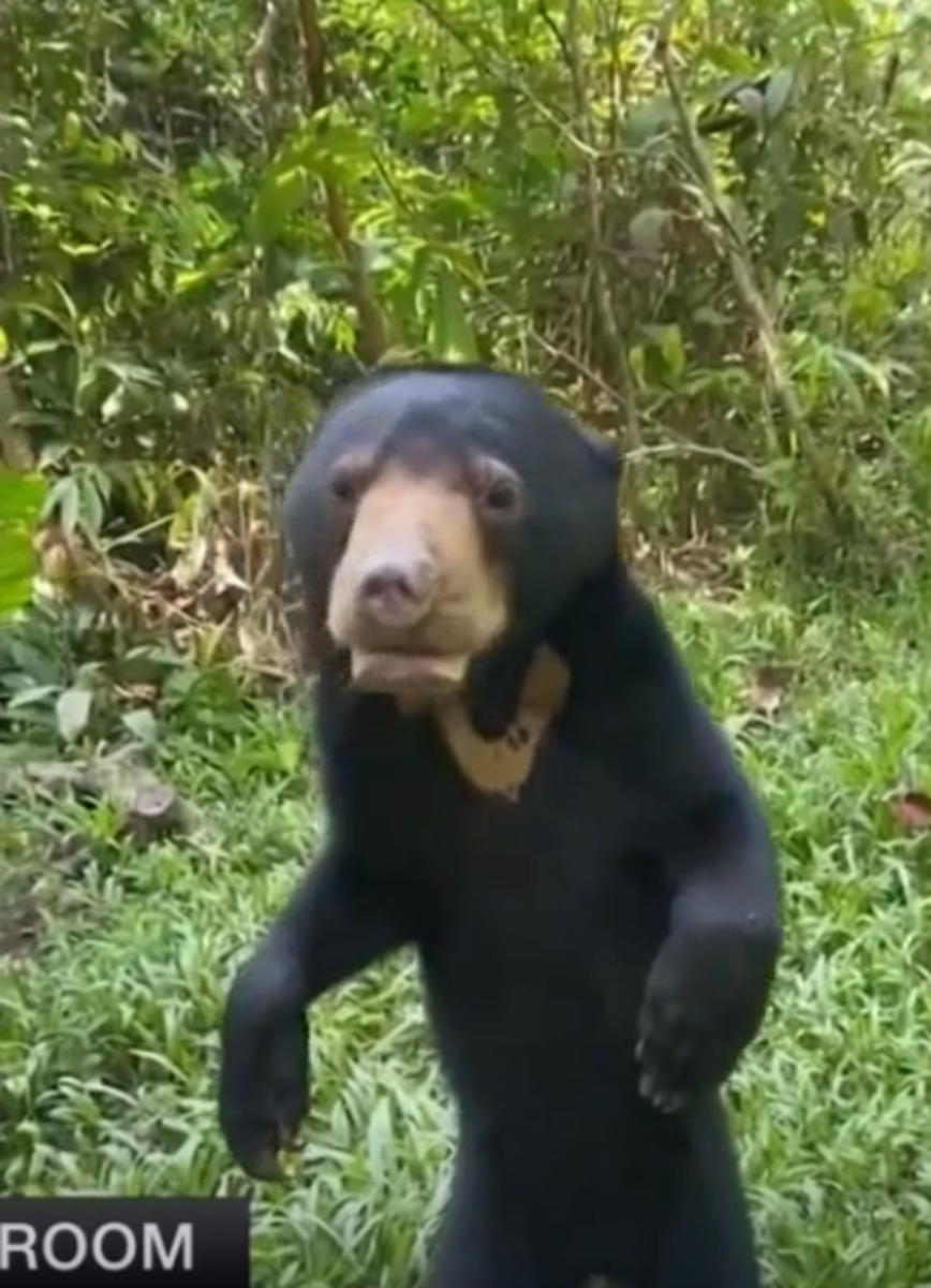 Sun Bear's Viral Video Sparks Global Interest, Sheds Light on